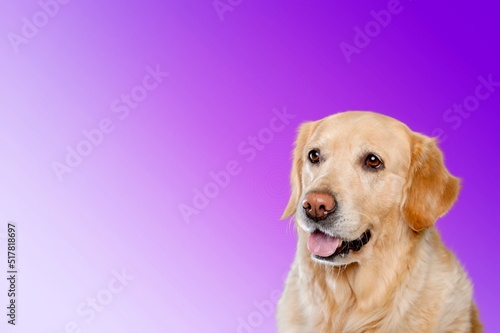 Cute domestic dog happy smiling, pet concept © BillionPhotos.com
