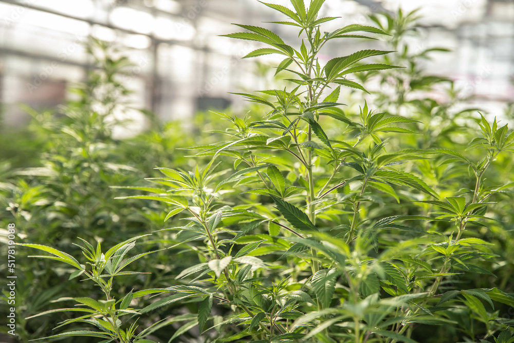 closeup of cannabis plants in greenhouse