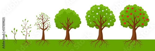 Obraz na płótnie Plant growing from seedling into tree vector illustrations set. Life cycle of apple tree from seed or sapling, blossoms turning into fruits on white background. Growth, agriculture, nature concept w salonie