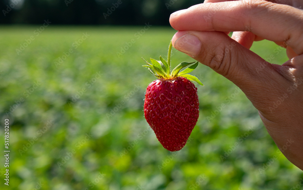 Obraz premium Red strawberries in hand. With a blurry strawberry field in the background.
