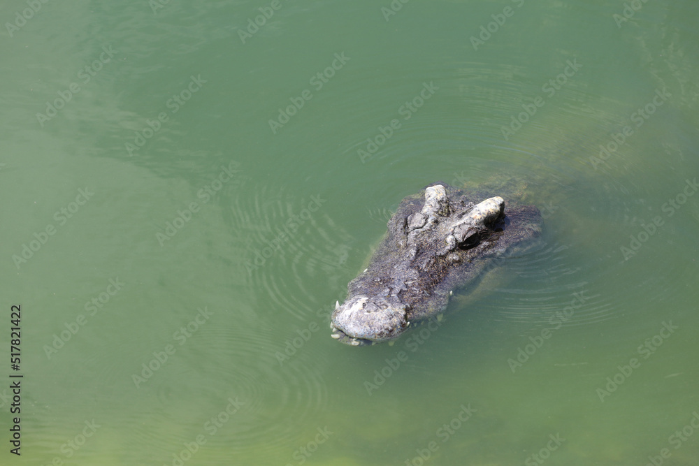 Close up big head crocodile is show head in river Close up big head crocodile is show head in river