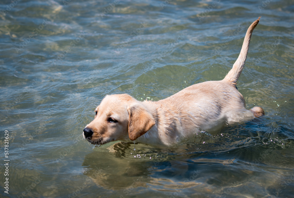 Yellow Labrador playing at the beach