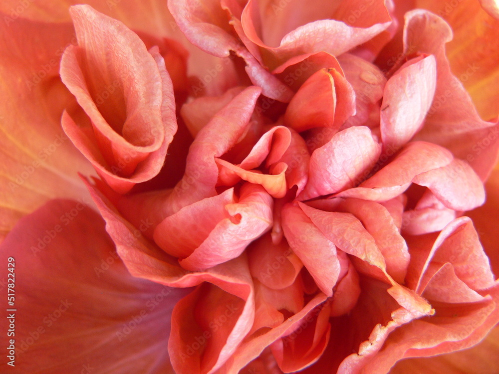 Close up of a hibiscus flower in a garden Close up of a hibiscus flower in a garden