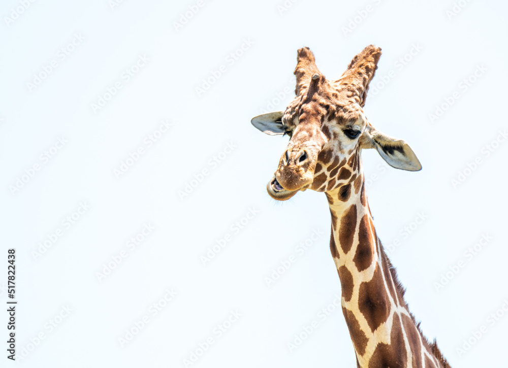 Obraz premium Giraffe