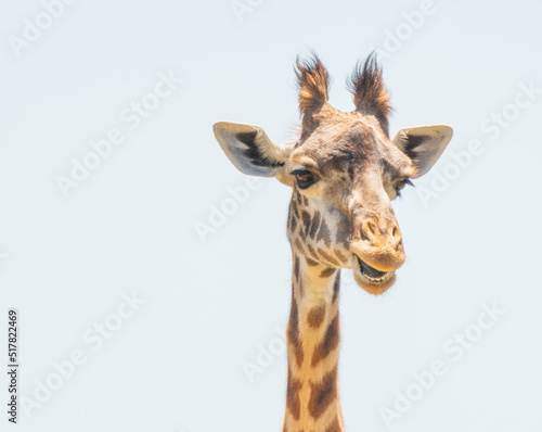 Giraffe © Penny Britt