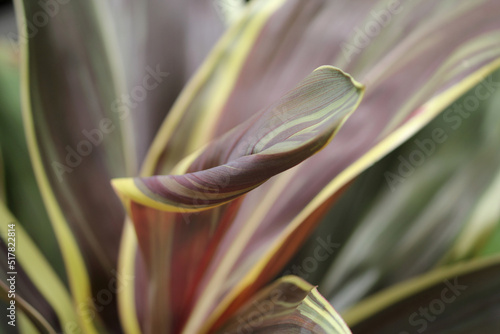 Close up of a purple and yellow cordyline plant leaf photo