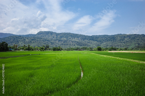 rice field with mountain background and sunny blue sky