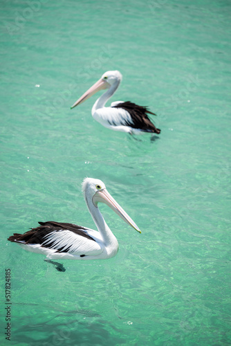 Wild pelicans swimming in blue water, Australia