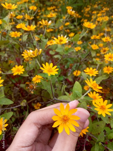 flower in hand