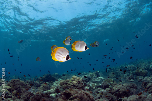 A school of Butterflyfish swims along coral reefs. Underwater world of Tulamben, Bali, Indonesia.