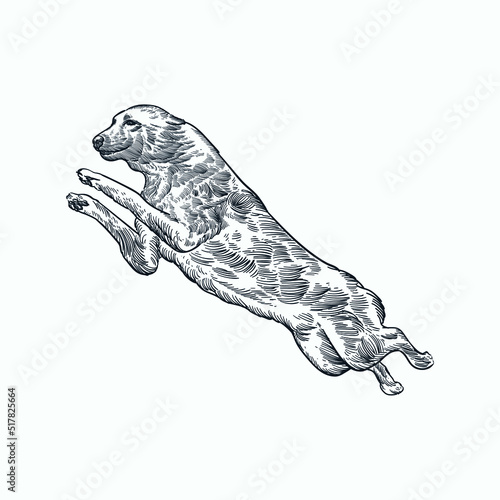 Vintage hand drawn sketch black Labrador Retriever dog