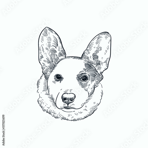 Vintage hand drawn sketch Pembroke Welsh Corgi Dog