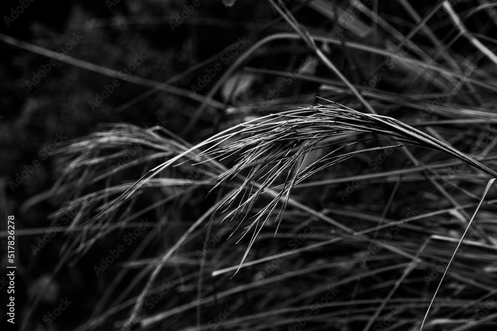 grass in the wind grass in the wind