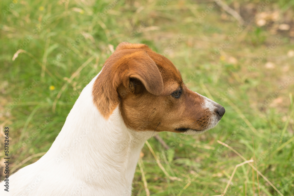 Jack Russell terrier sitting on the grass in the park. Jack Russell terrier sitting on the grass in the park.