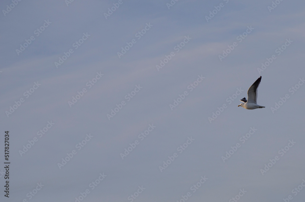 Seagull in flight at sunset on the sea shore Seagull in flight at sunset on the sea shore