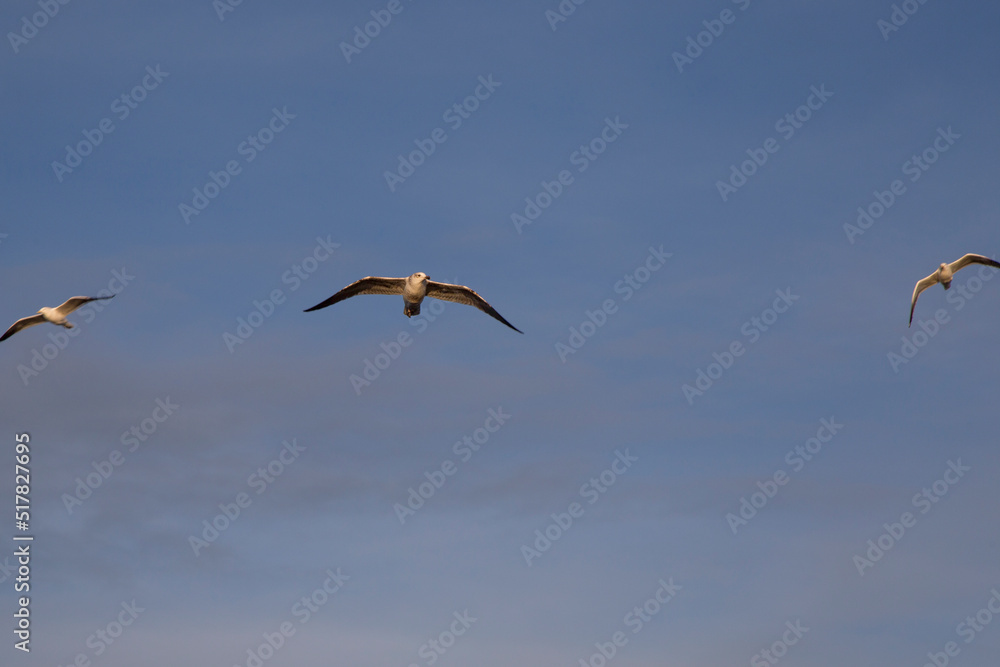 Seagull in flight at sunset on the sea shore