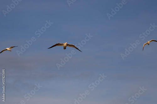 Seagull in flight at sunset on the sea shore