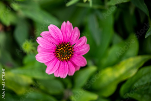 Flowers growing in the gardens at Roma Street Parklands