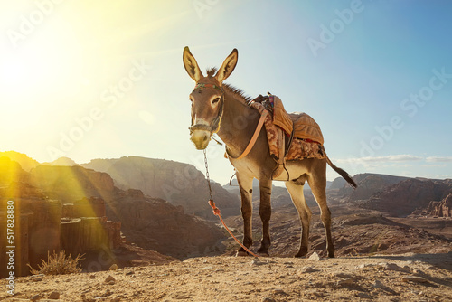 Tableau sur toile Donkey in Petra ancient town. Donkey portrait close up,