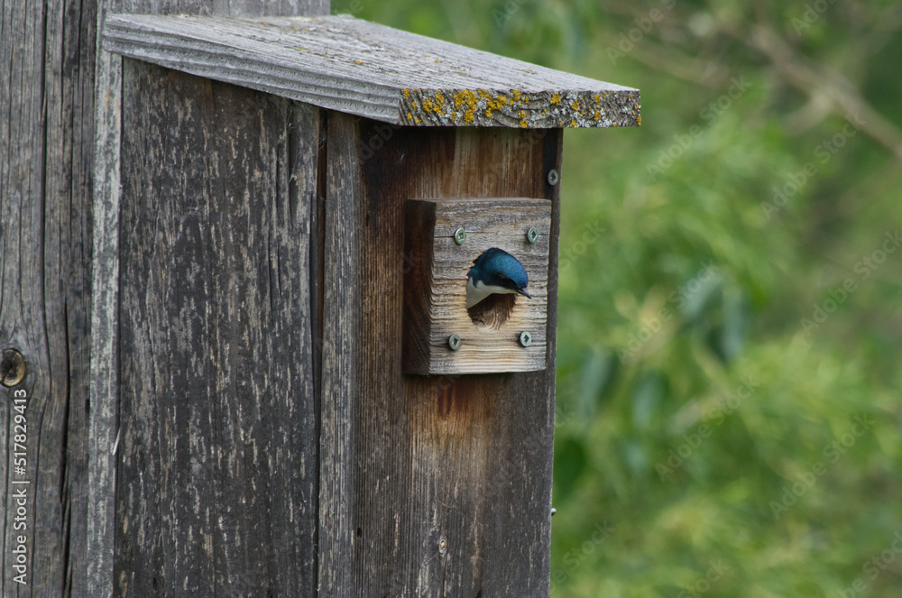 Tree Swallow in a Birdhouse