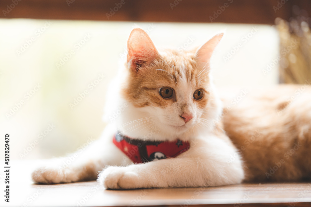 pet portrait of cute brown cat on table cafe, beautiful white fur kitten mammal animal background concept, adorable fluffy face and pretty eye tabby