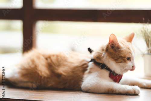 pet portrait of cute brown ...