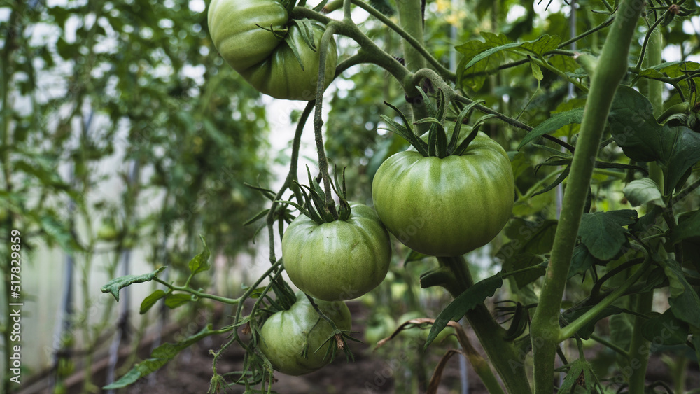 Unripe green tomatoes in a greenhouse close-up Unripe green tomatoes in a greenhouse close-up