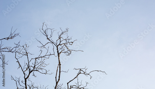 tree without leaves, sky background
