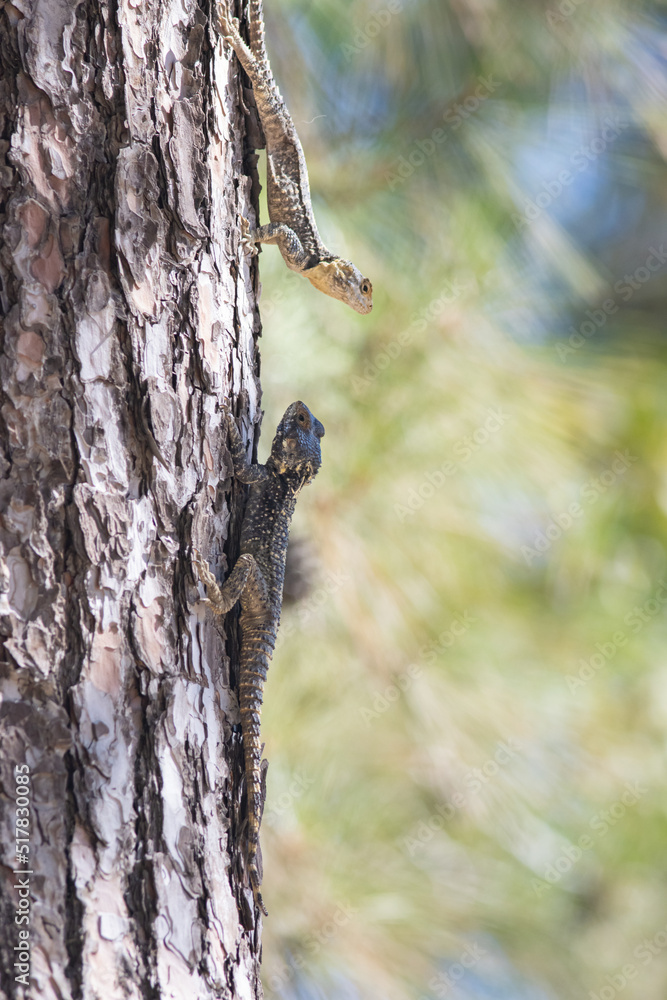 Obraz premium Two lizards face to face on the pine tree - agama lizard sits in Turkey - Stellagama stellio