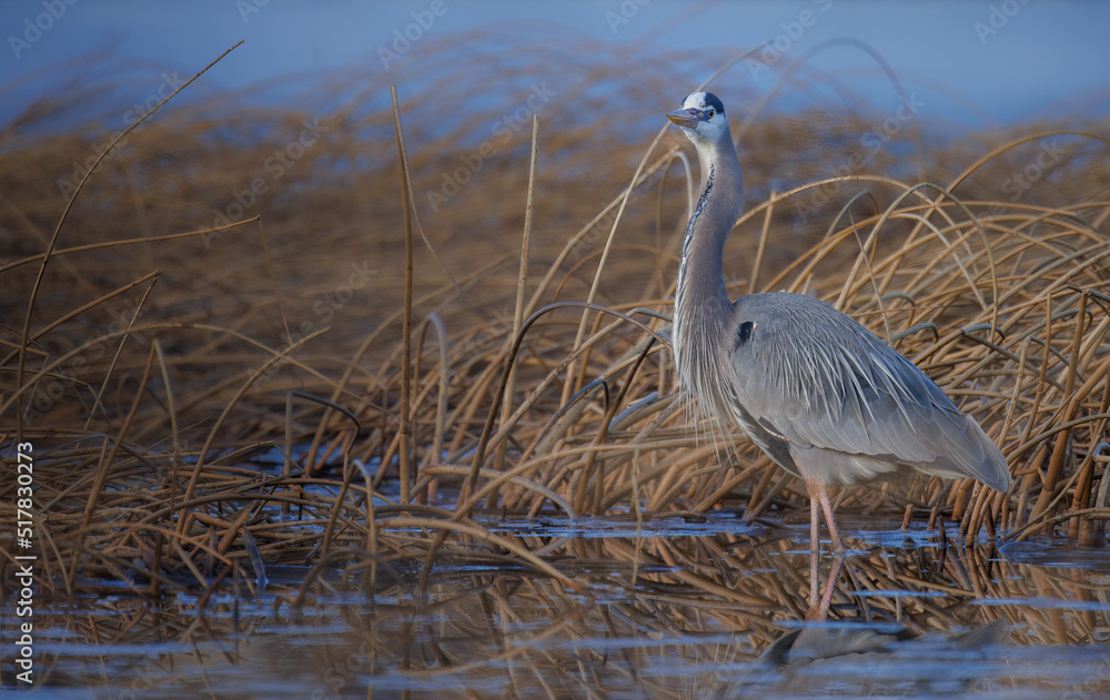 Naklejka premium Great Blue Heron Standing tall in the reeds