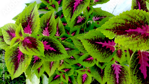 Fotografía Close up coleus versatile leaves, beautiful leaves in green, purple, and pink