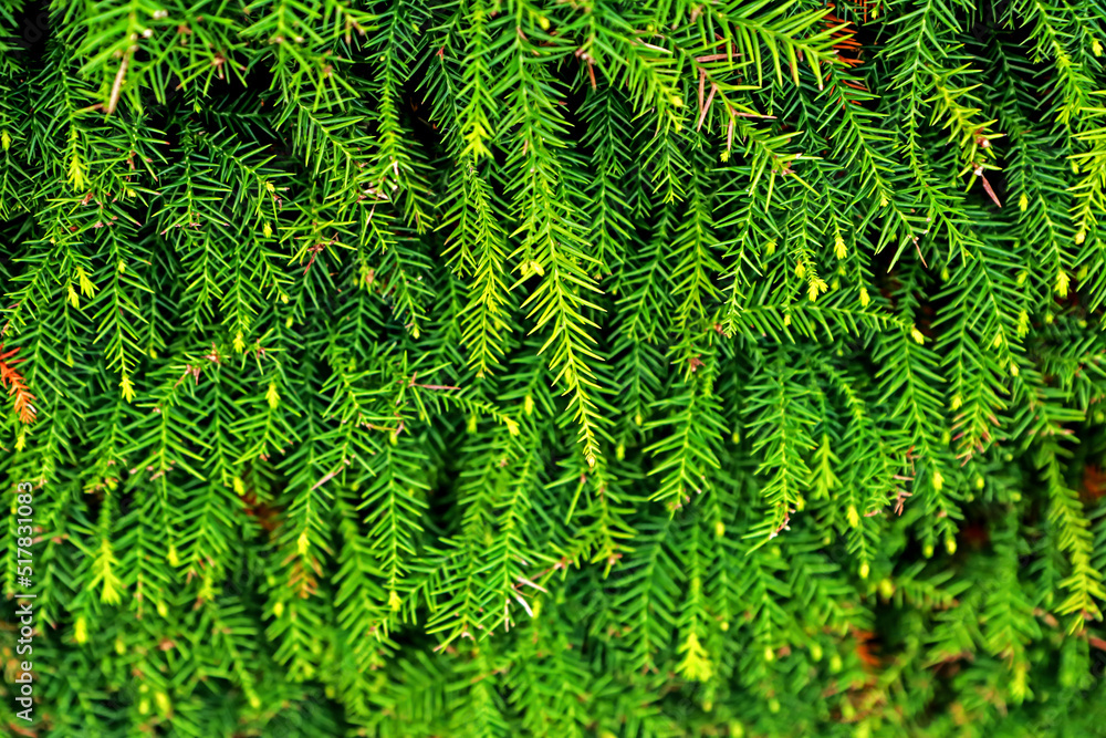 Detail of the pine leaf texture