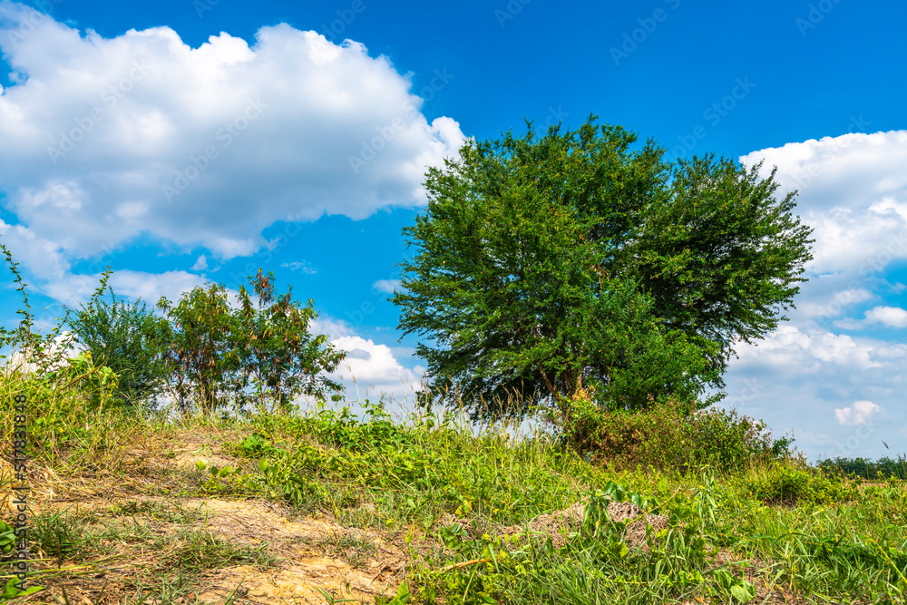 Tree green leaves on with a meadow Burnt rice stubble in a rice field after harvest with in country agriculture with fluffy clouds blue sky daylight background.