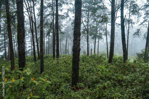 in the forest and green trees