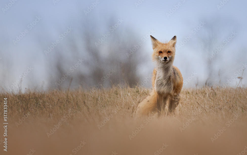 A red fox stands in a field with the wind blowing its fur