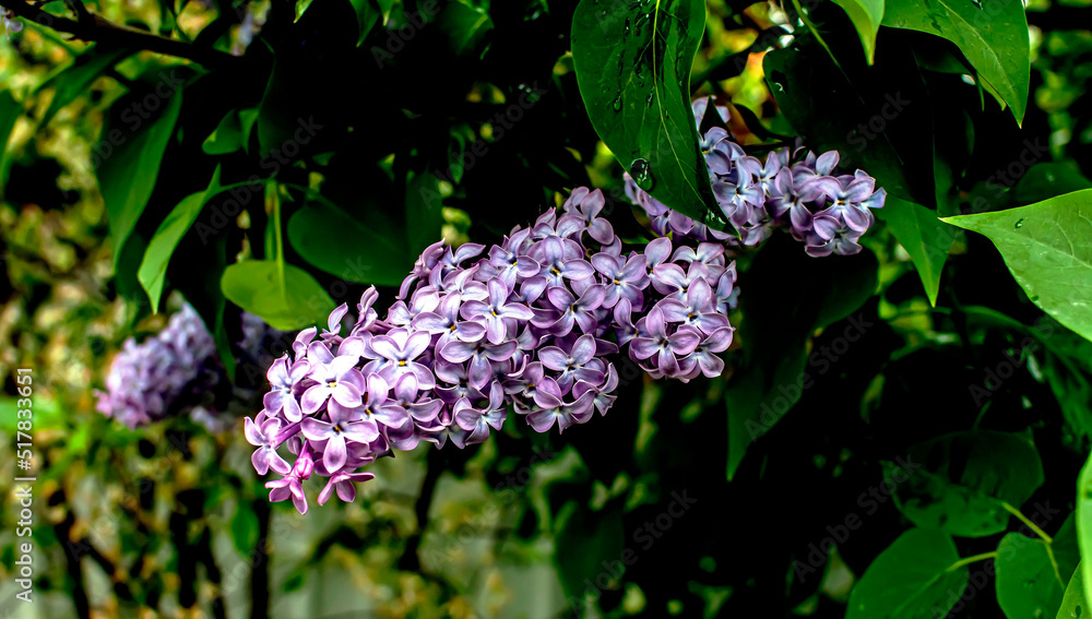 spring branches of fragrant tender blooming lilac spring branches of fragrant tender blooming lilac