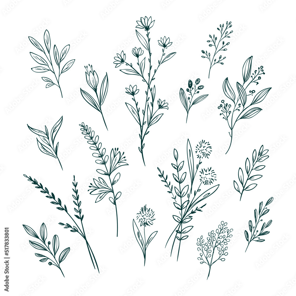 Hand drawn flower collection Vector new