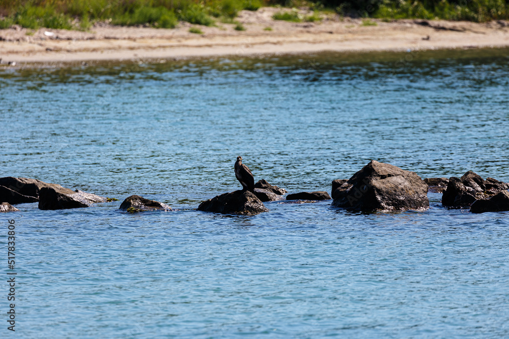 Fototapeta premium Great cormorant on a rock in the sea