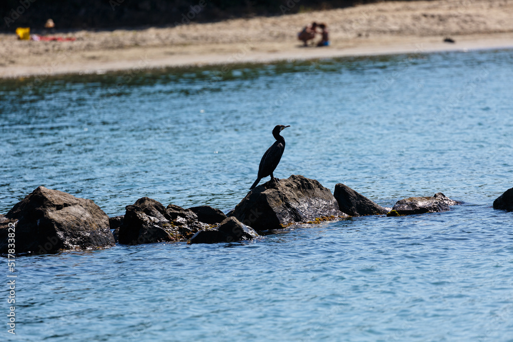 Great cormorant on a rock in the sea