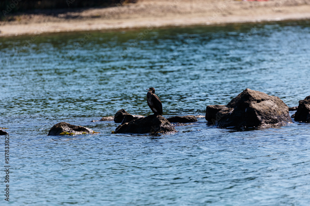 Fototapeta premium Great cormorant on a rock in the sea