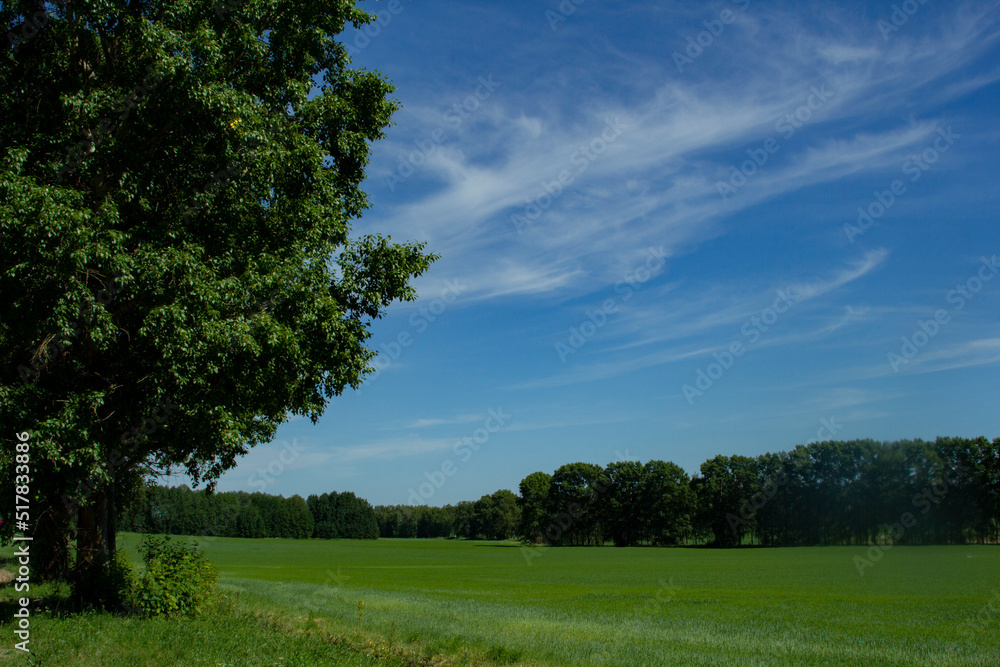 A beautiful tree on the edge of the field. Summer landscape A beautiful tree on the edge of the field. Summer landscape