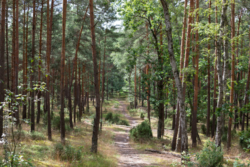Forest path. Trail through the forest among tall green trees in sunny day. Kampinoski National Park in Poland