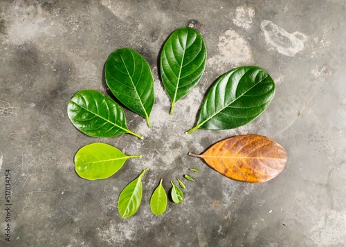 background with jackfruit leaves life cycle, leaves, round circle pattern leaf  photo