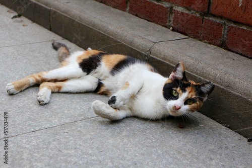 Lying Cat on pavement