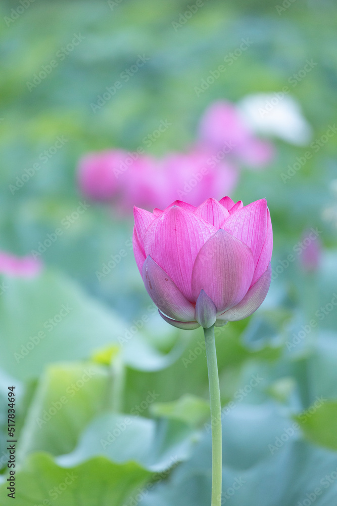 競うように花開く早朝のピンクの蓮の花