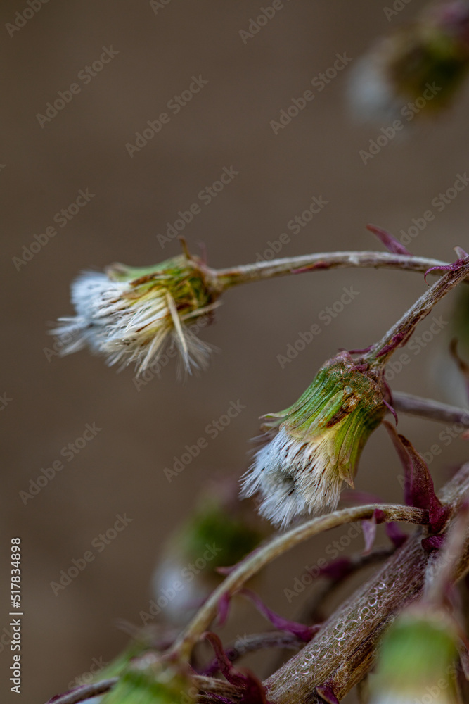 Fototapeta premium Petasites paradoxus flower in meadow, close up shoot 