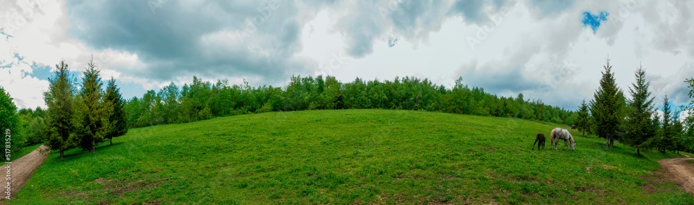 Panorama of a mare and a foal in the mountains, a mountain landscape combined with a forest