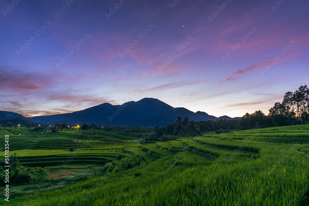 panorama of the natural beauty of asia. expansive view of green rice fields in an unspoiled forest area
