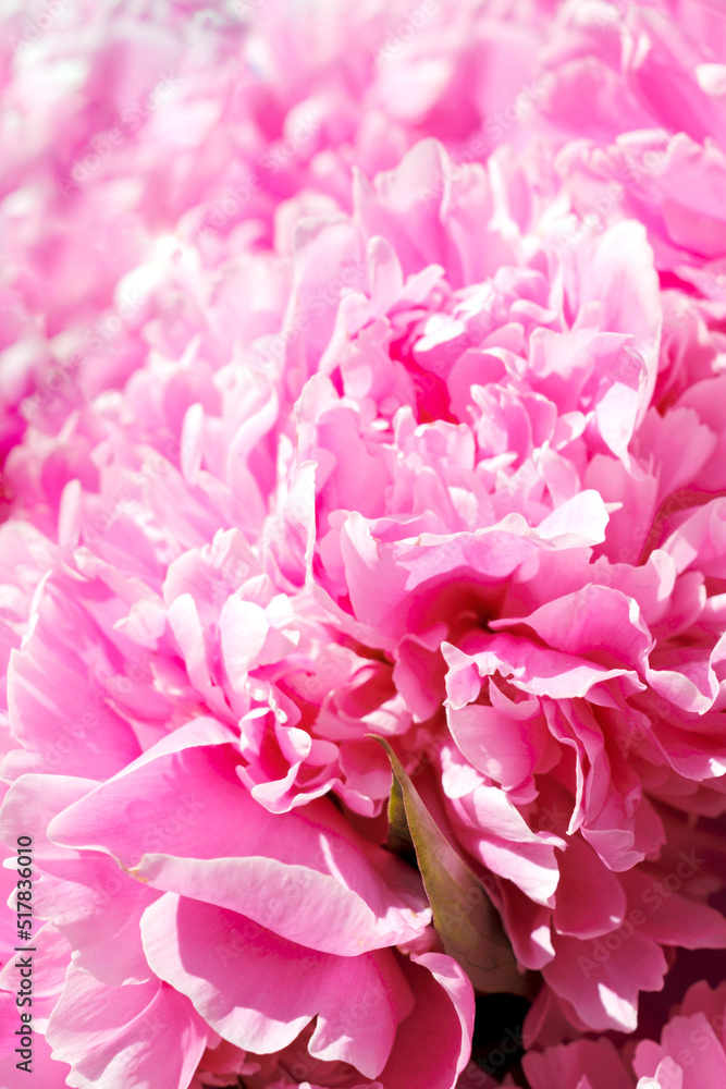 Beautiful flowers, peonies. Pink peony macro. Gentle abstract floral pastel background.