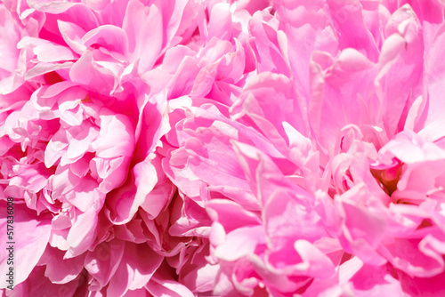 Beautiful flowers  peonies. Pink peony macro. Gentle abstract floral pastel background.